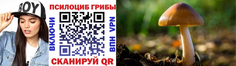 Псилоцибиновые грибы мухоморы  дарк нет клад  Володарск 